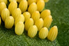 Attēlu rezultāti vaicājumam “Pieris brassicae underside”