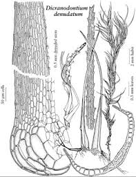 Attēlu rezultāti vaicājumam “Dicranodontium denudatum”