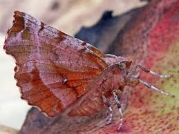 Attēlu rezultāti vaicājumam “Selenia dentaria imago”