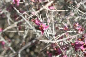 Attēlu rezultāti vaicājumam “Retinia resinella exuvia”