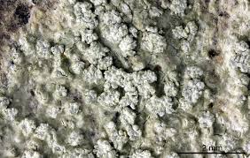 Attēlu rezultāti vaicājumam “Pertusaria amara”