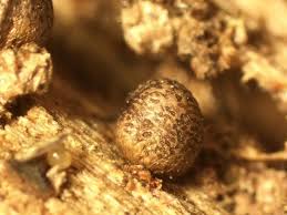 Attēlu rezultāti vaicājumam “Lycogala persicum macro”