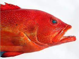 Image result for Mycteroperca phenax