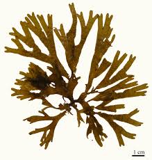 Attēlu rezultāti vaicājumam “Dictydiaethaliaceae”