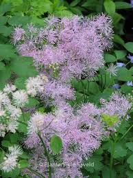 Attēlu rezultāti vaicājumam “Thalictrum aquilegifolium leaf”
