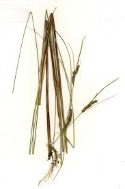 Attēlu rezultāti vaicājumam “Carex loliacea leaf”