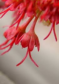 Attēlu rezultāti vaicājumam “Acer pseudoplatanus fo. purpurascens flower”