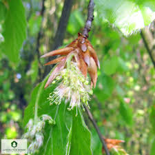 Attēlu rezultāti vaicājumam “Fagus sylvatica flower”