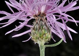Attēlu rezultāti vaicājumam “Centaurea stoebe fruit”