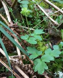 Attēlu rezultāti vaicājumam “Adoxa moschatellina”