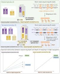 Image result for genome sizes