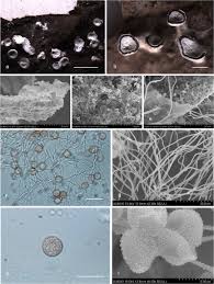 Attēlu rezultāti vaicājumam “Diderma hemisphaericum plasmodium”
