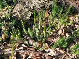 Attēlu rezultāti vaicājumam “Lignydium muscorum”