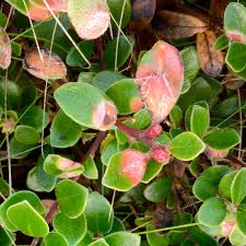 Attēlu rezultāti vaicājumam “Exobasidium splendidum”