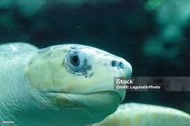Image result for Lepidochelys olivacea
