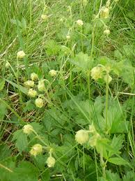 Attēlu rezultāti vaicājumam “Galium rivale fruit”
