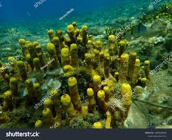 Attēlu rezultāti vaicājumam “Tubifera applanata”