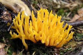 Attēlu rezultāti vaicājumam “Calocera pallidospathulata”