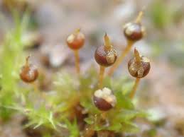 Attēlu rezultāti vaicājumam “Physcomitrium pyriforme sporophyte”