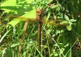 Attēlu rezultāti vaicājumam “Aeshna grandis”