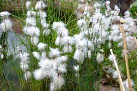 Attēlu rezultāti vaicājumam “Eriophorum angustifolium flower”