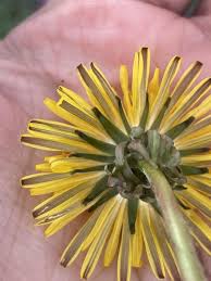 Attēlu rezultāti vaicājumam “Taraxacum suecicum flower”