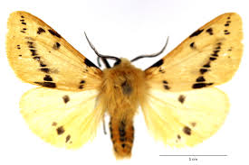 Attēlu rezultāti vaicājumam “Spilosoma lutea imago”