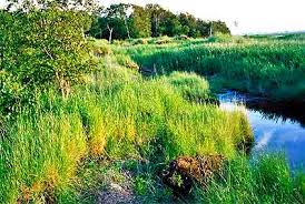das Schwimmende Moor