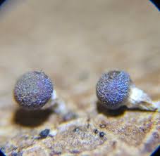 Attēlu rezultāti vaicājumam “Diachea subsessilis”