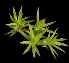 Attēlu rezultāti vaicājumam “Pogonatum urnigerum”