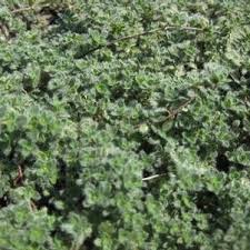 Attēlu rezultāti vaicājumam “Cerastium tomentosum leaf”