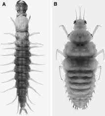 Attēlu rezultāti vaicājumam “Megaloptera”