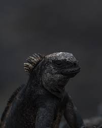 Attēlu rezultāti vaicājumam “Lycogala irregulare macro”