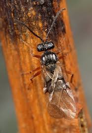 Attēlu rezultāti vaicājumam “Diastrophus rubi”