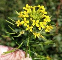 Attēlu rezultāti vaicājumam “Erysimum cheiranthoides fruit”