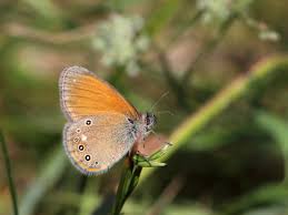 Attēlu rezultāti vaicājumam “Coenonympha glycerion underside”