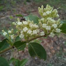 Attēlu rezultāti vaicājumam “Rubiaceae”