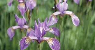 Attēlu rezultāti vaicājumam “Iris sibirica”