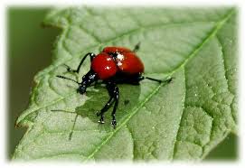 Attēlu rezultāti vaicājumam “Attelabus nitens”