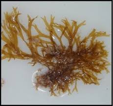 Attēlu rezultāti vaicājumam “Dictydiaethaliaceae”