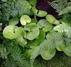 Attēlu rezultāti vaicājumam “Asarum europaeum”