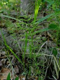 Attēlu rezultāti vaicājumam “Equisetum pratense”