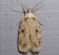 Attēlu rezultāti vaicājumam “Agonopterix aranella”