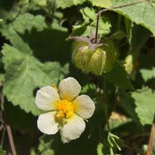 Attēlu rezultāti vaicājumam “Dicranella crispa”