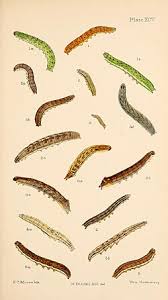 Attēlu rezultāti vaicājumam “Lacanobia contigua larva”