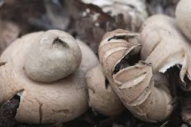 Attēlu rezultāti vaicājumam “Geastrum fimbriatum”