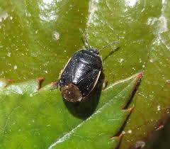 Attēlu rezultāti vaicājumam “Cydnidae”