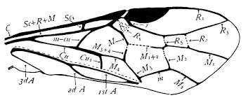Attēlu rezultāti vaicājumam “Nematus ribesii”