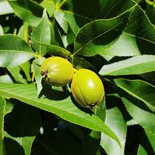Attēlu rezultāti vaicājumam “Carya ovata fruit”