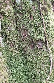 Attēlu rezultāti vaicājumam “Isothecium alopecuroides”